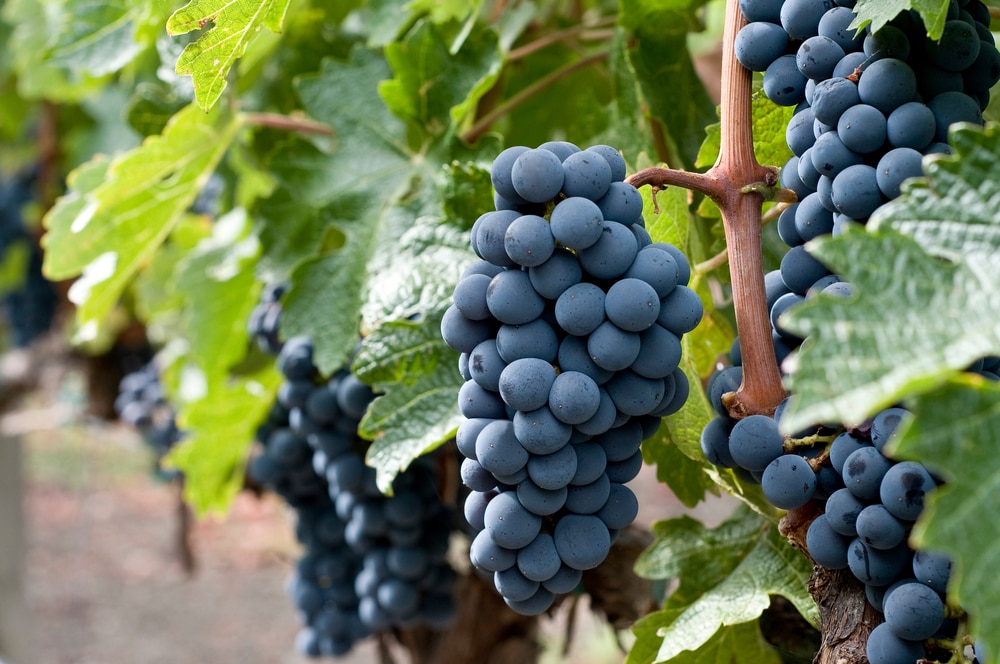 Close-Up Of Merlot Grapes On Vine