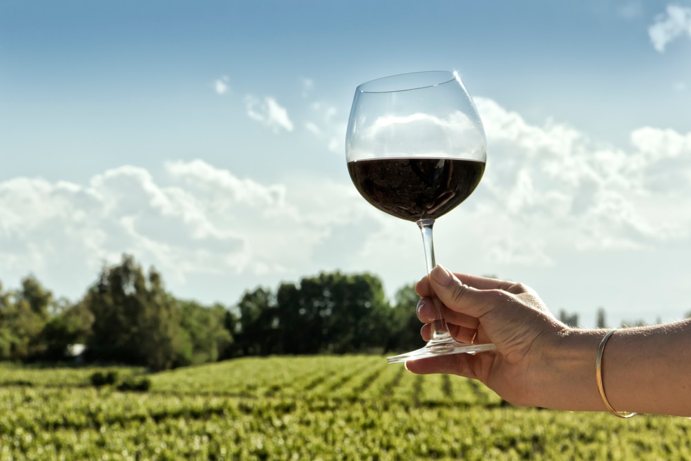 Human hand showing a glass of red wine, in a vineyard. Casablanca, Chile.
