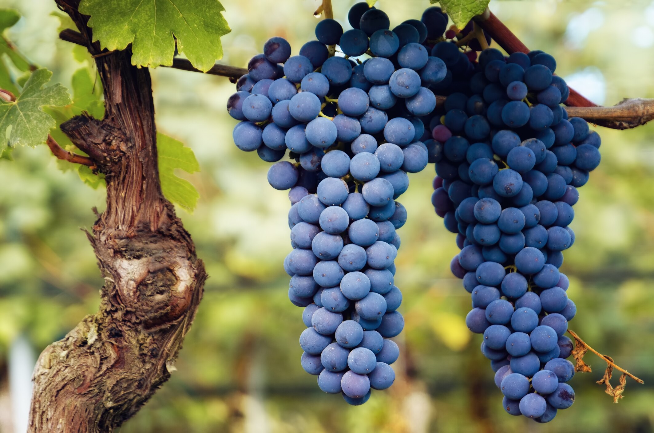 nebbiolo