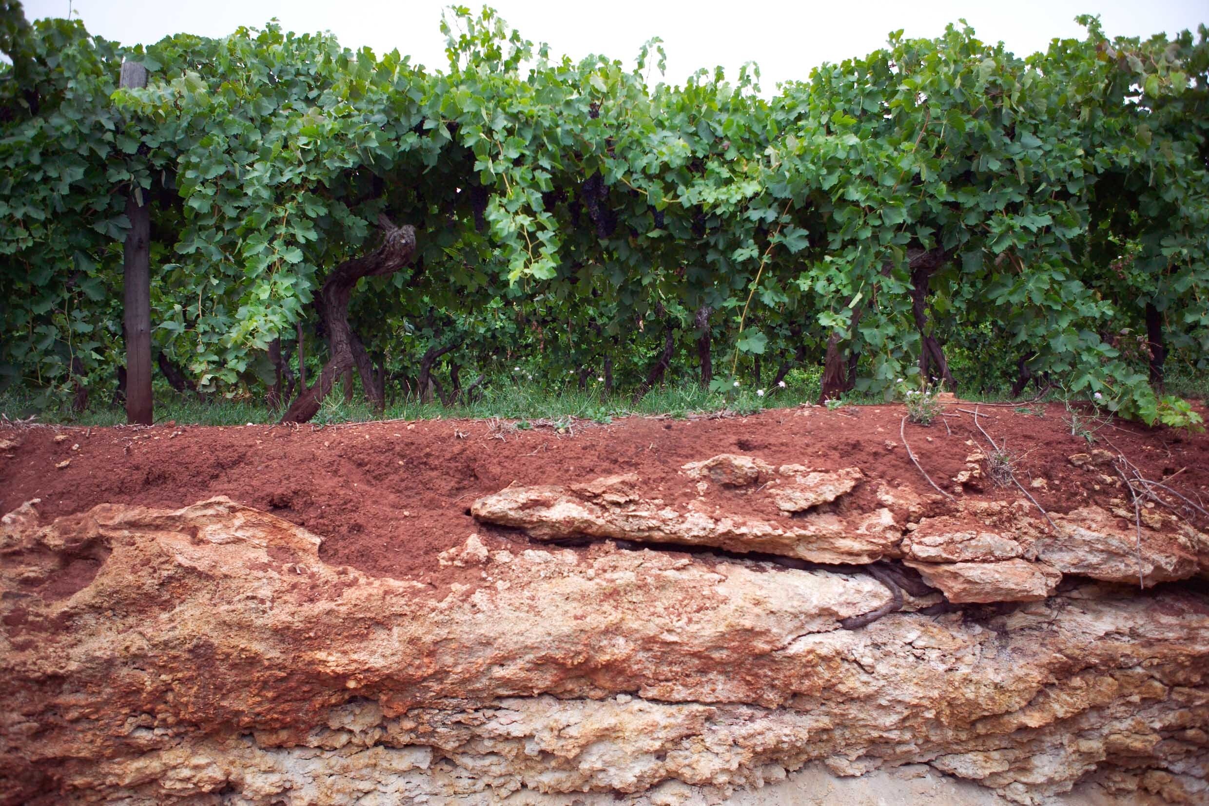 Coonawarra-2