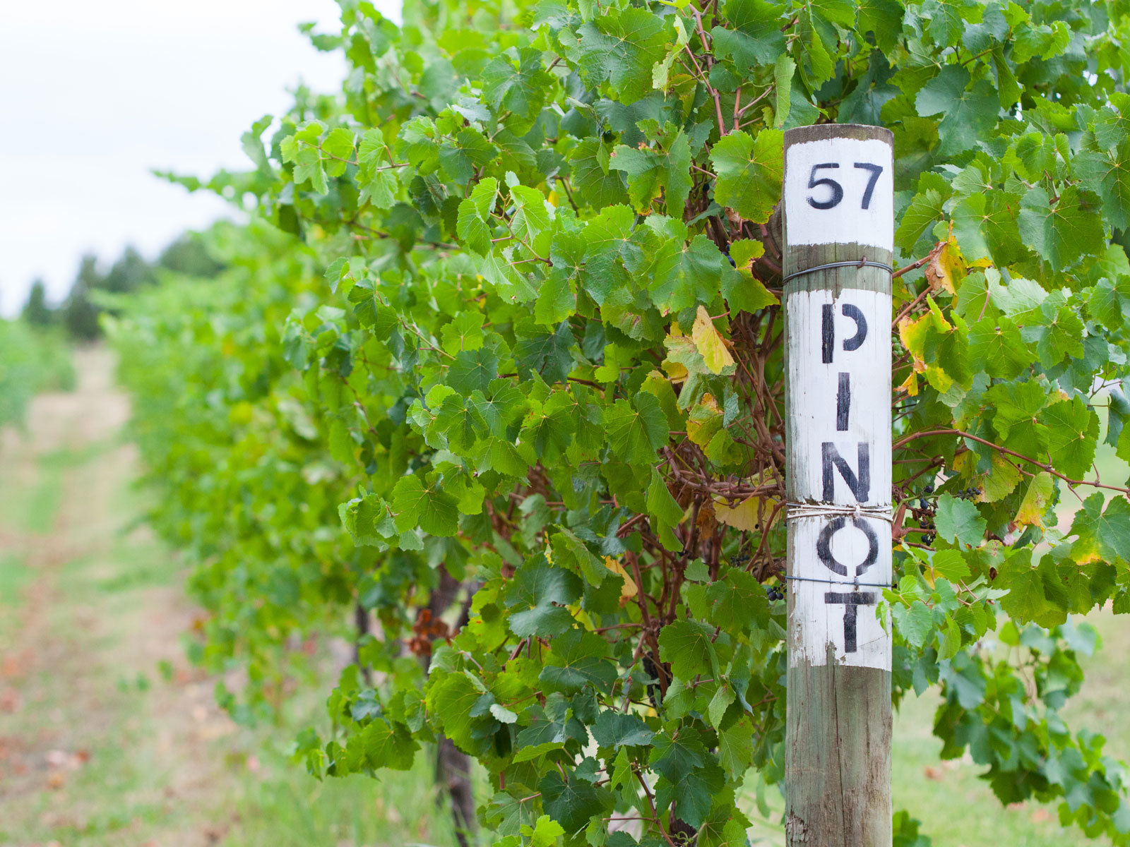 Yarra Valley