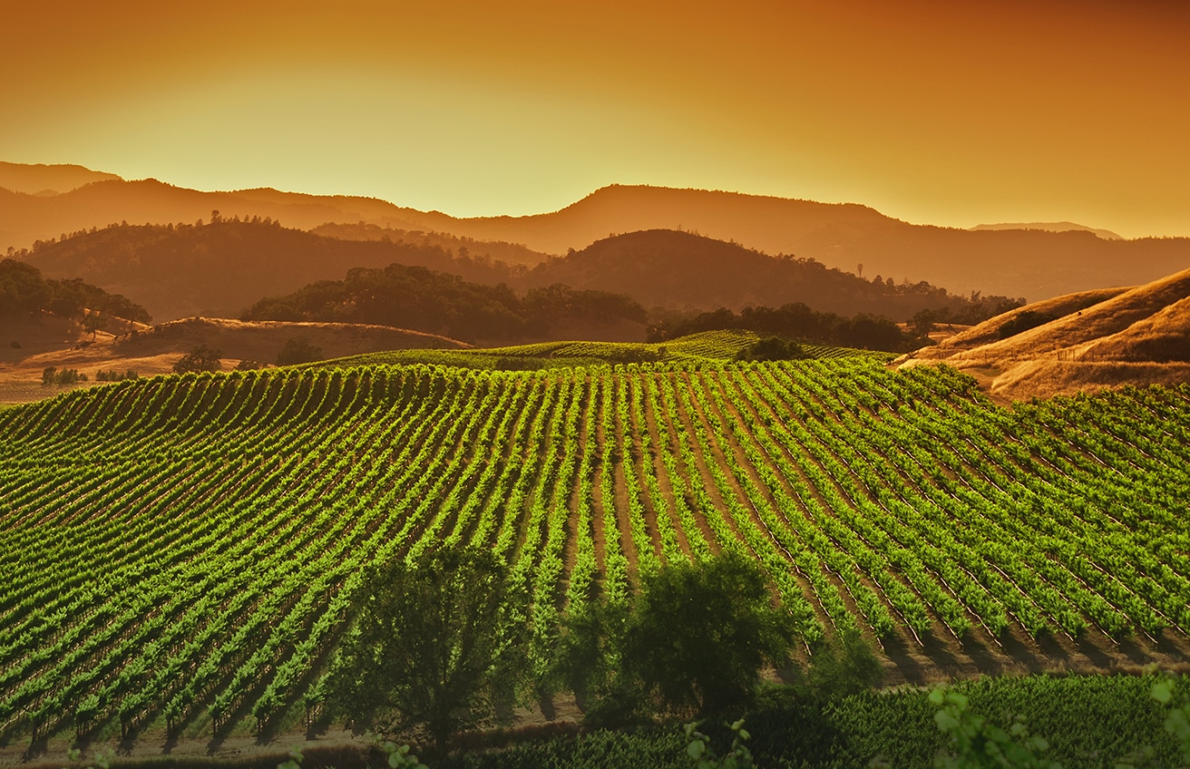 Napa Valley Cult Wine