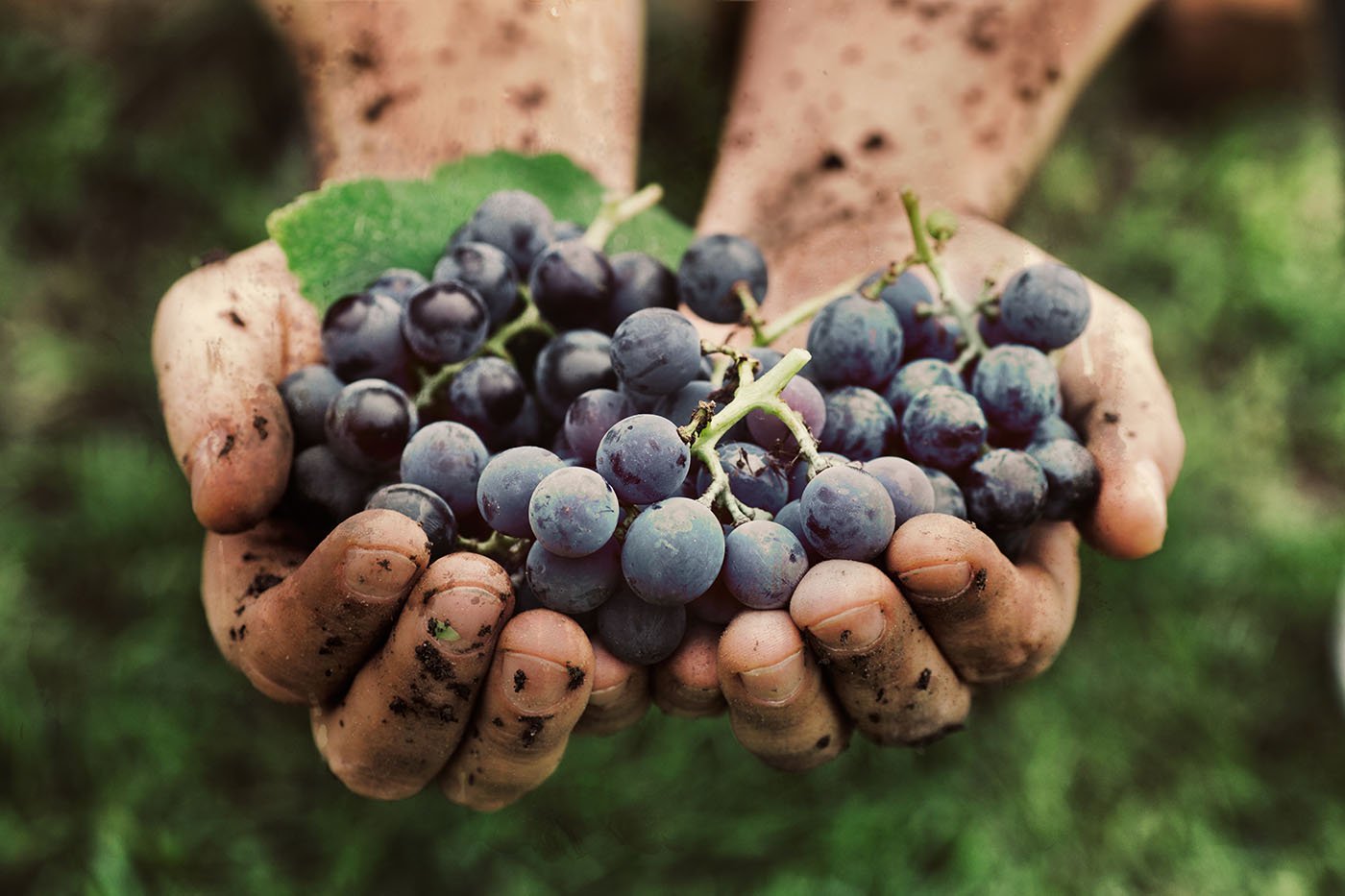 Grapes